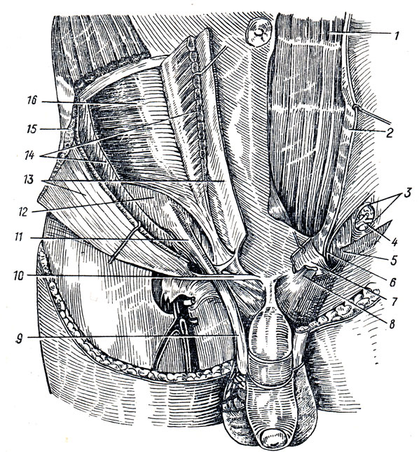 Анатомия мужчины паховая