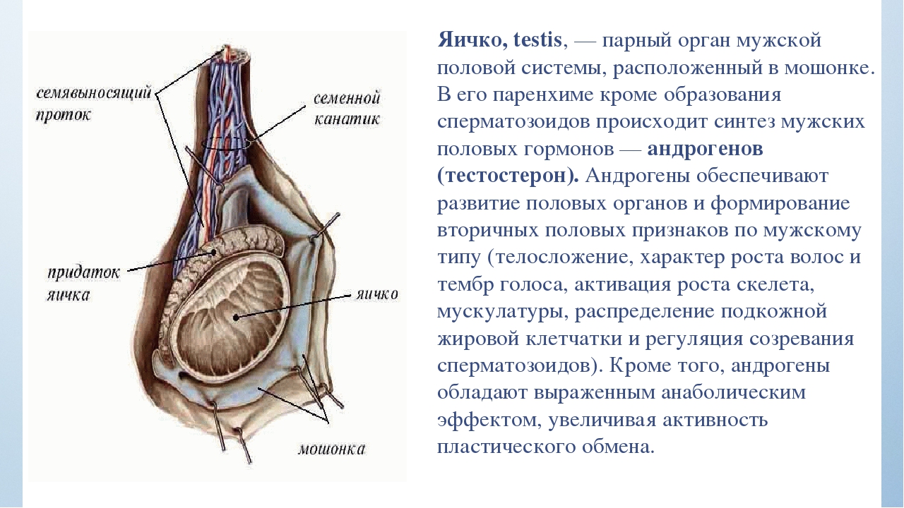 Яички образуют. Топография и строение яичка. Яички топография строение функции. Яичко функции анатомия. Топографическая анатомия яичка.