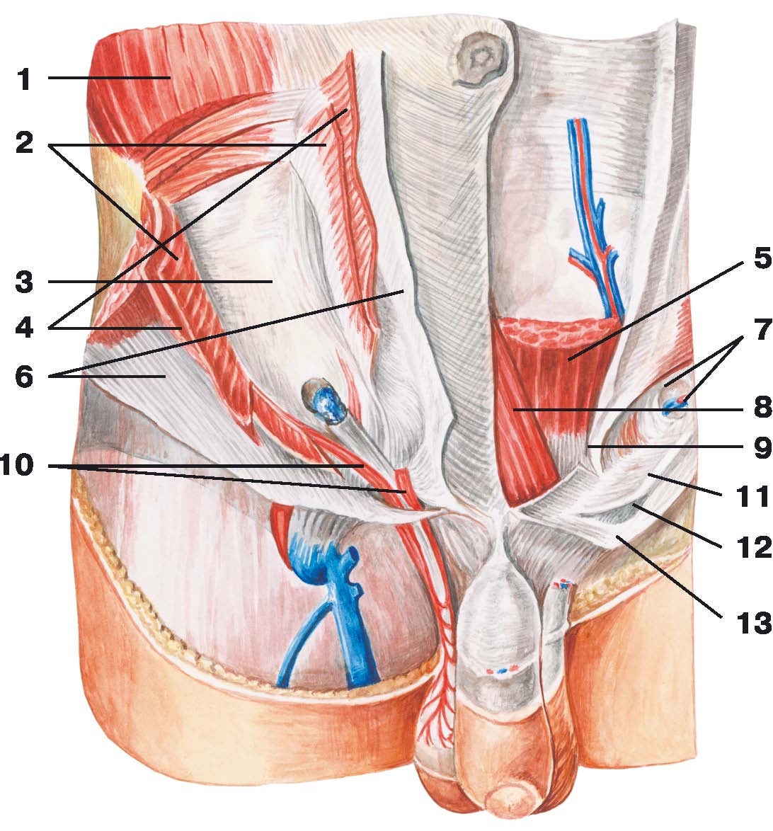 Анатомия мужчины паховая