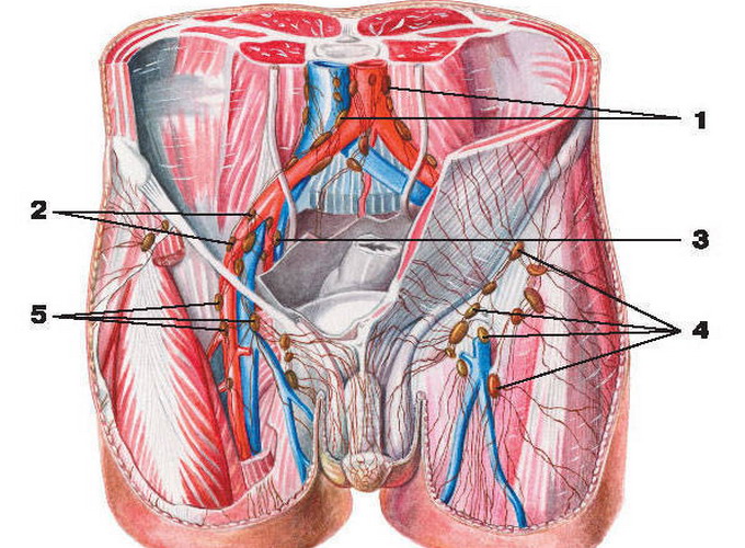 Анатомия мужчины паховая область в картинках