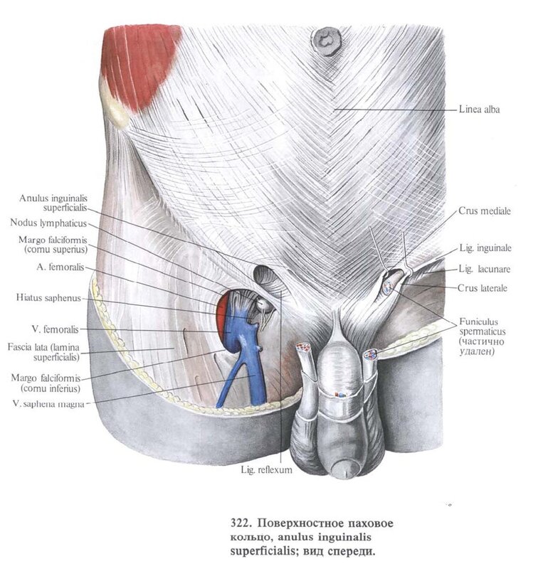 Паховый канал анатомия у мужчин схема