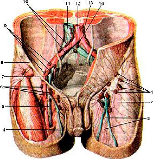 Анатомия мужчины паховая область в картинках