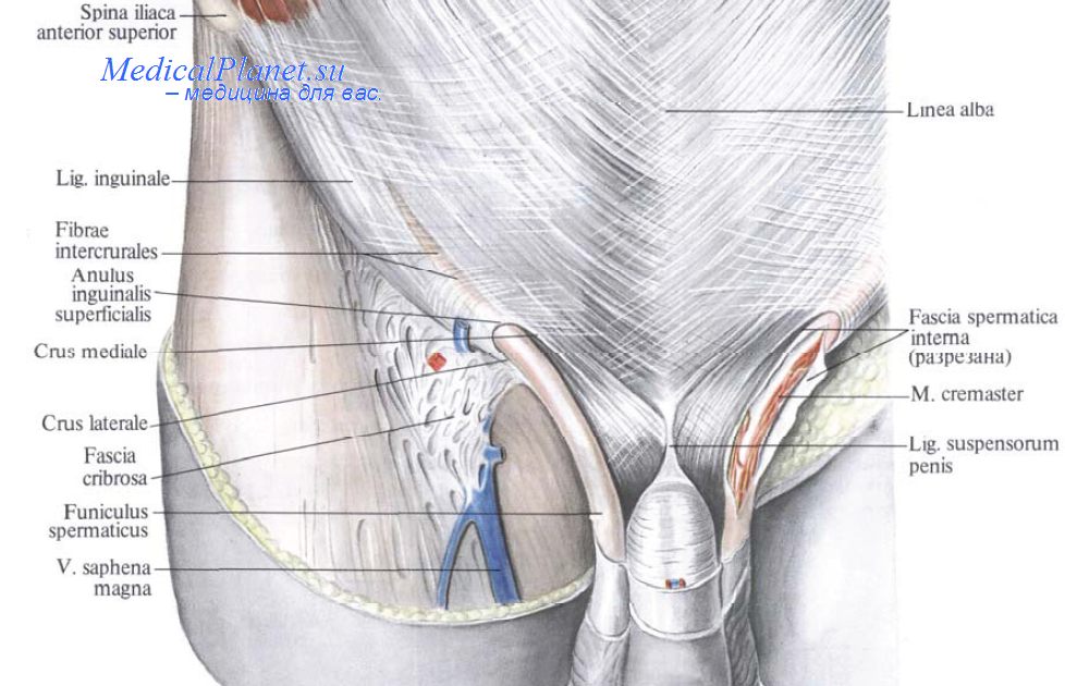 Анатомия мужчины паховая область в картинках