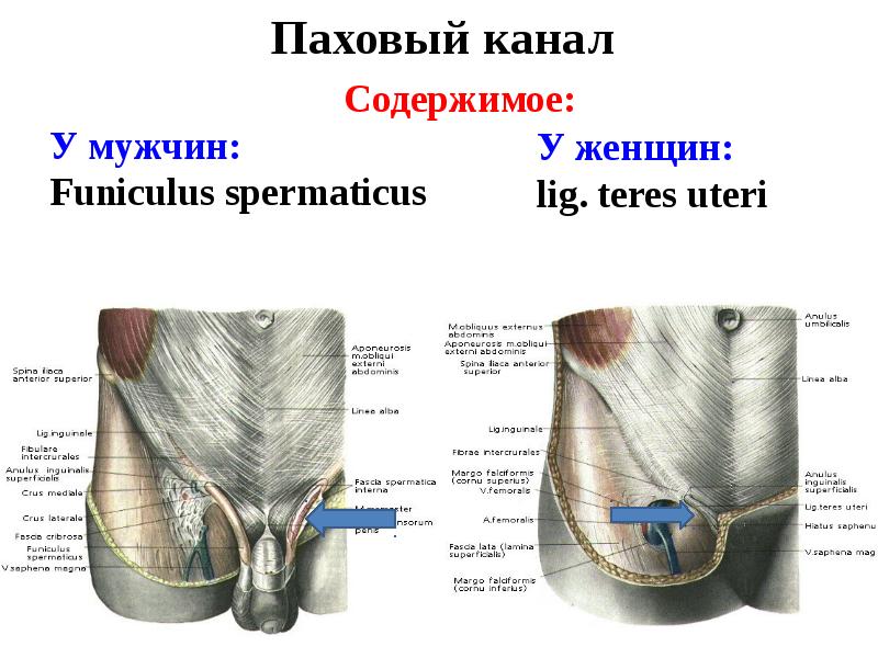 Паховый канал анатомия у мужчин схема