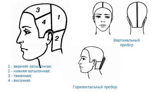 Деление головы на зоны: схема