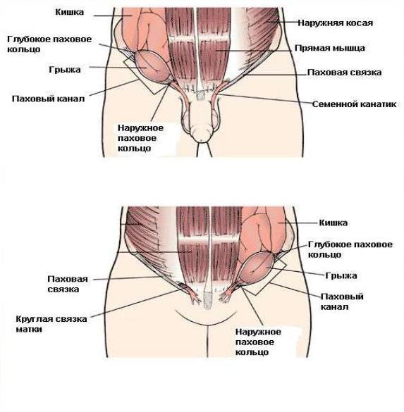 Схема паховой области