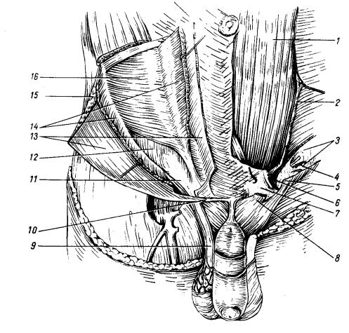Паховый канал анатомия у мужчин схема