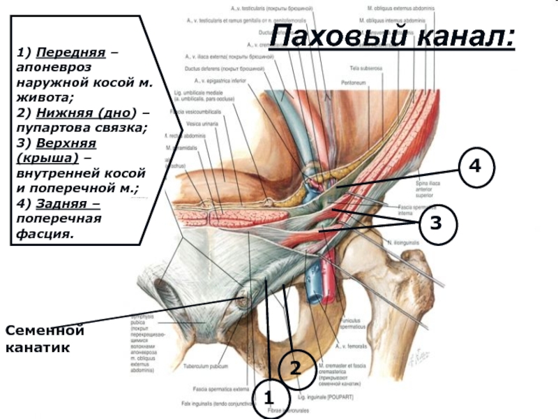 Паховые складки где находятся схема у женщин